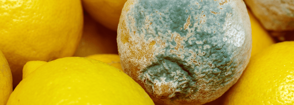 Küfler Hakkında Sıkça Sorulan Sorular